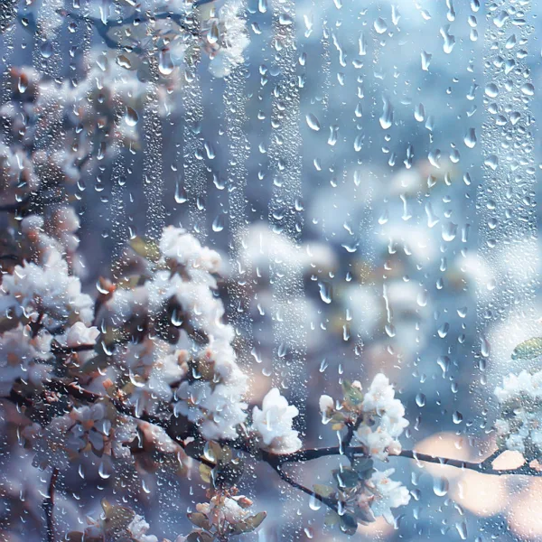 Blossom — Carameii
