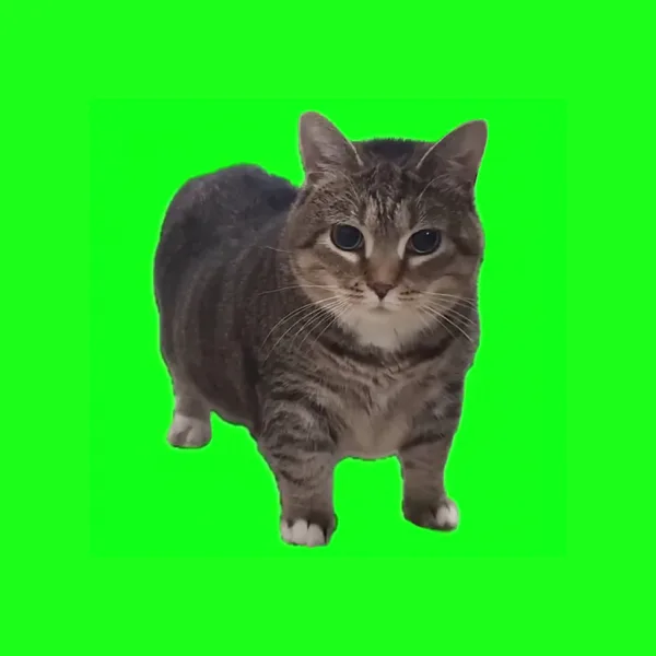 OIIA OIIA (Spinning Cat) — W&W