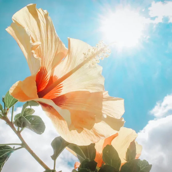 Pachelbel: Canon and Gigue in D Major, P.37: I. Canon — Lacunae Glow